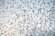 Flock of Birds